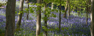 Sustainability Fund picture - Blue flowers on campus