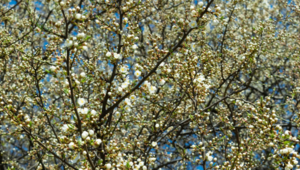 White flowers blooming on branches_katsiarynayeudakimava